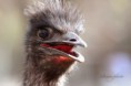 /album/zoo/img-8979-masolata-jpg/
